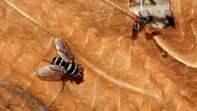 Insects Diptera Tachinidae Trigonospila sp BY 2017-03-16.jpg