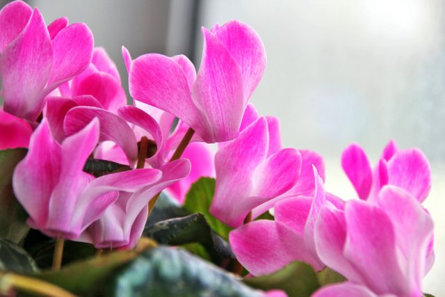 Pink Cyclamen