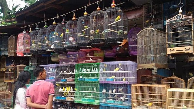 Pasar-Burung-Splendid-Wisata-Belanja-Unik-Kota-Malang.jpg