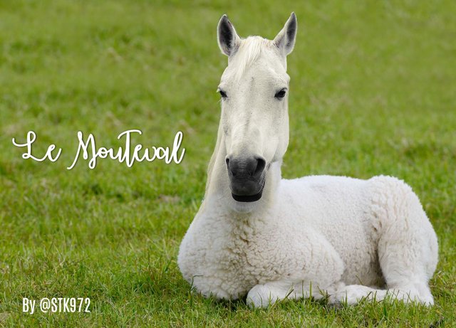 Le-mouteval.jpg