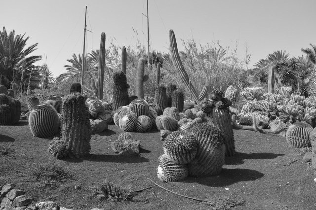 114763918261 - the land of the giant cacti fuerteventura_5.jpg