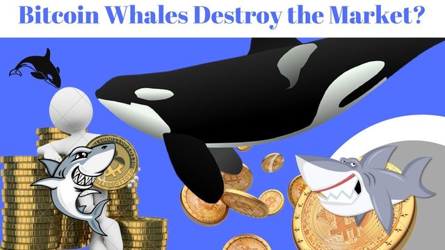 bitcoin-whales.jpg
