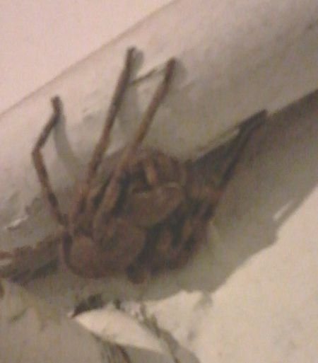 Spider Nest Viewer Discretion Advised Steemit