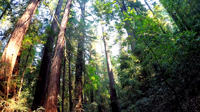 YI018301.MP4_20171101_182238.414-redwood-trails-walking-with-giants.#105.png