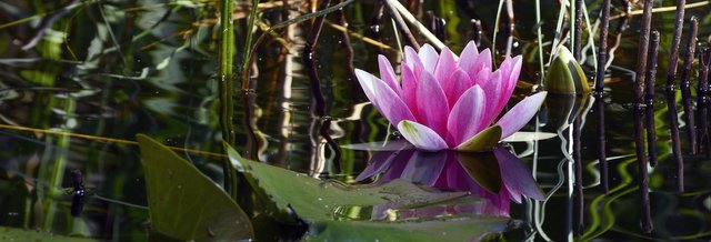 water-lily-2488848_1920.jpg