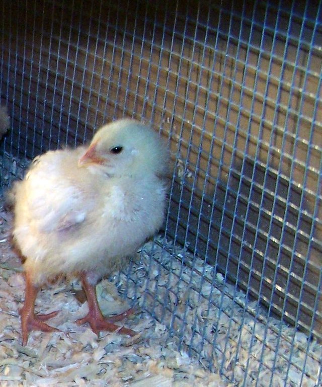 Chicks under brooder2  hardware cloth May 08.jpg