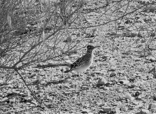 100_0635 roadrunner.jpg