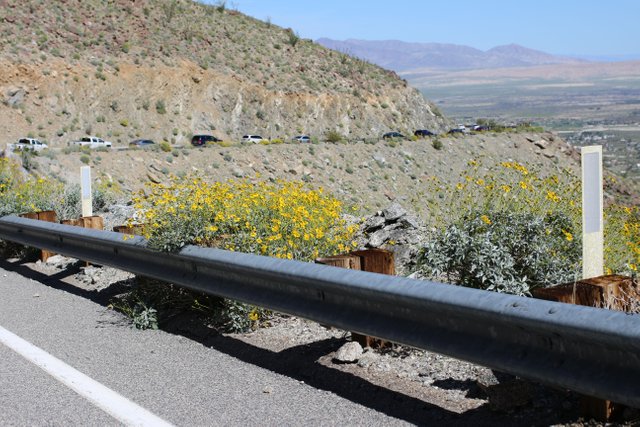 Brittle Bush