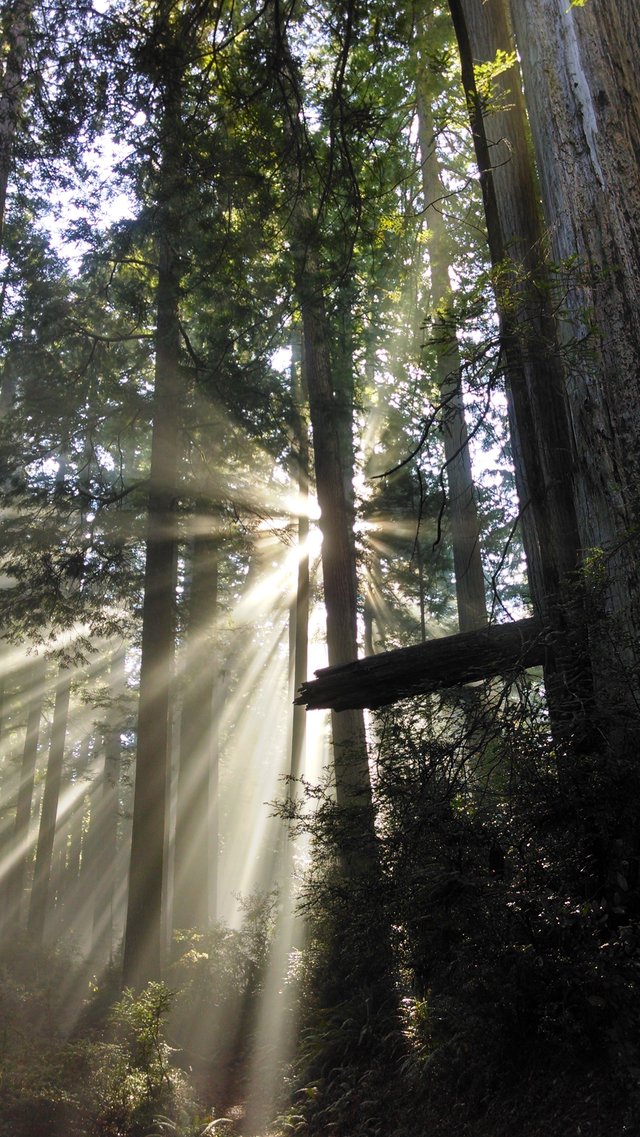 Califronia Redwoods 7.jpg