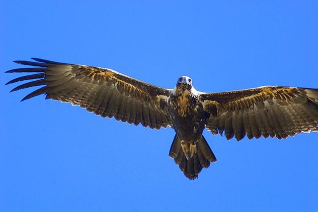 RS10780-wedge-tailed-eagle.jpg