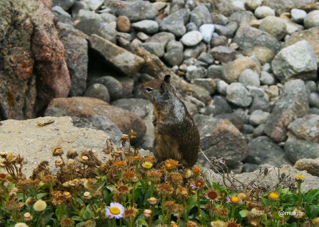 Squirrel pacific coastal highway1.jpg