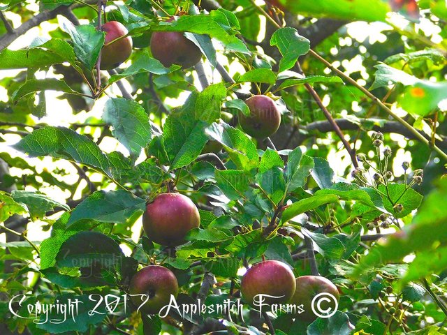 antique_apples_1_wl.jpg