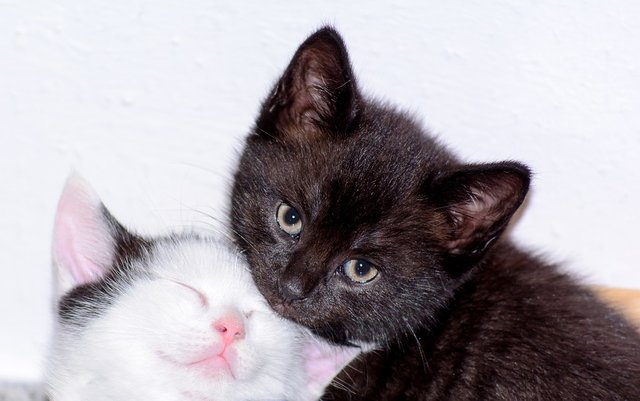 kittens-2015333_960_720.jpg