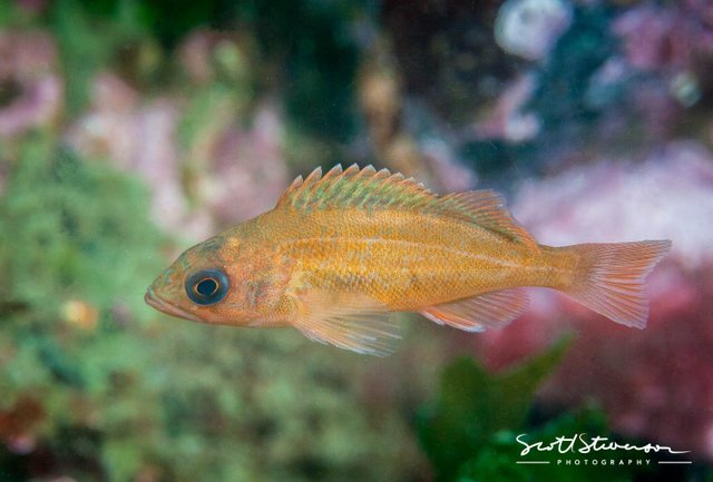 Puget Sound Rockfish-1.jpg