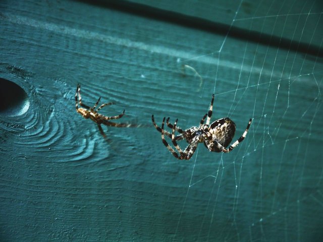 9701950591 - male garden spider carefully wooing his lovely big.jpg