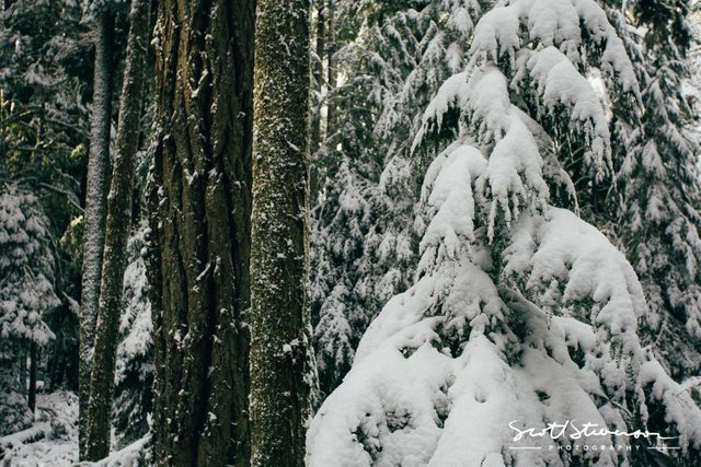 Cathedral Grove-3.jpg