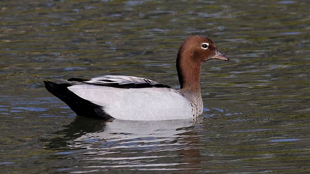 Australian Wood Duck 3.jpg