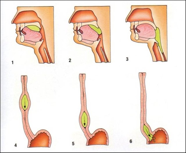 Deglución.jpg