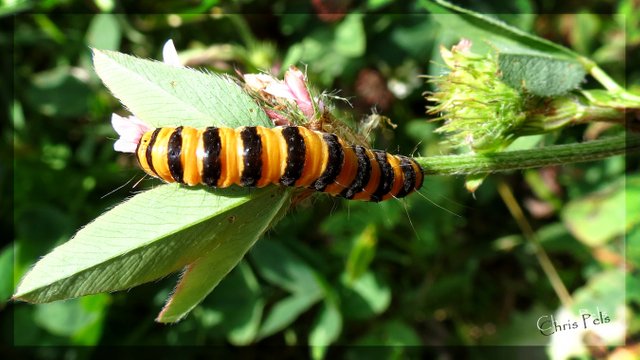 Cinnabar moth 2-signed.jpg