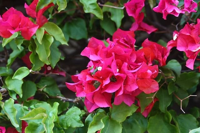 bougainvillea-14182_640.jpg