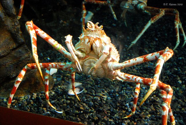 giant_japanese_spider_crab_by_bphaines-d2yemq2.jpg