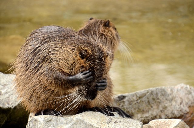 waterrat.JPG