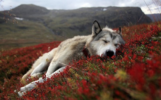 husky_dog_in_red_field-wide.jpg