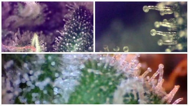 trichomes.jpg