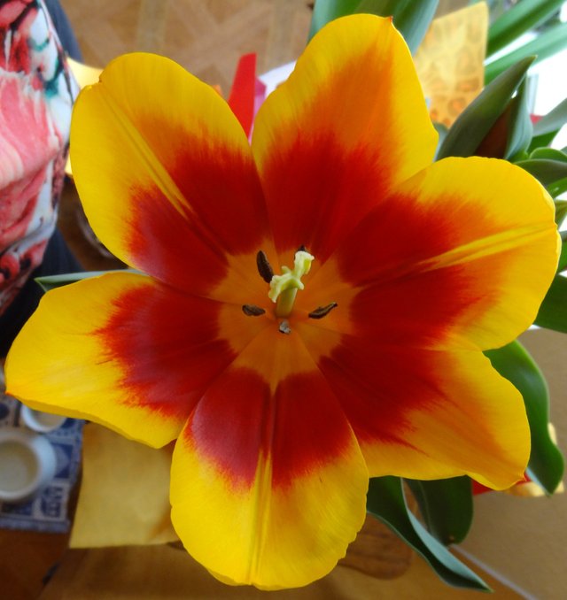 Tulip1.JPG