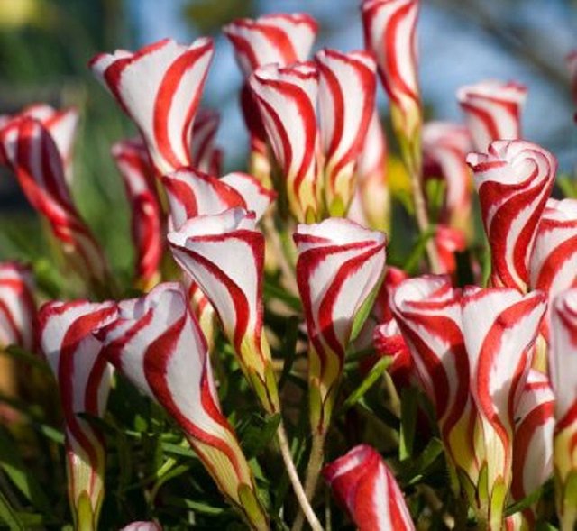 FLOR EXOTICA CANDY CANE.jpg