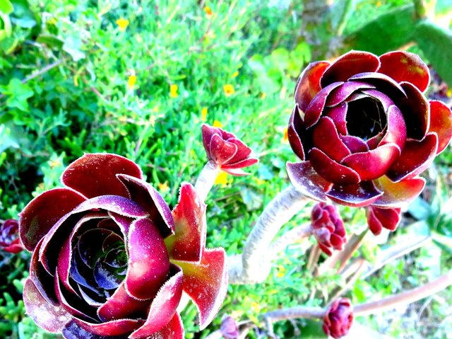 two red waxy flowers