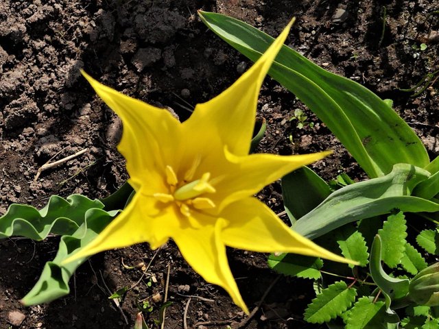 Tulpe gelb spitz.jpg