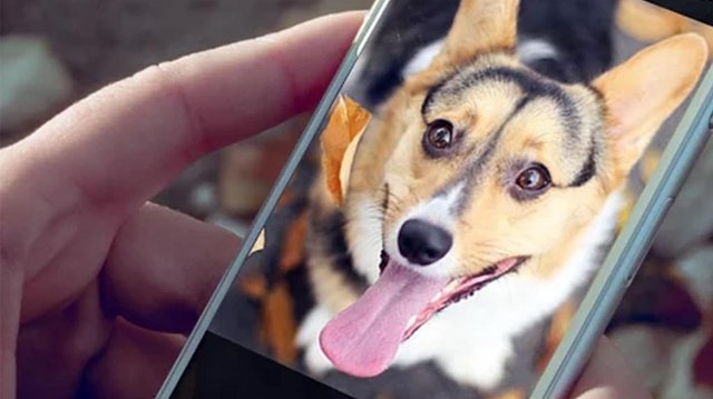 00-best-dog-apps-for-android.jpg