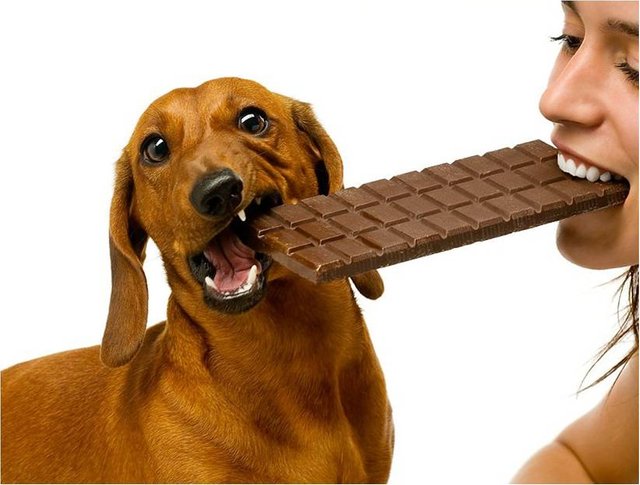 Human-foods-dogs-should-not-eat.jpg