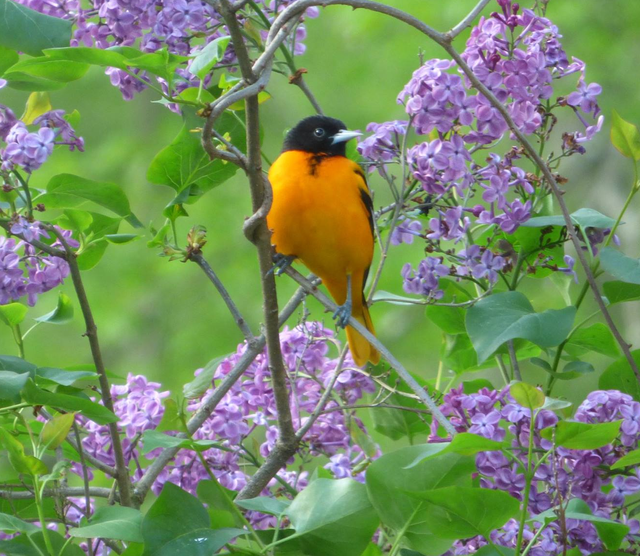 colorchallengeorangeoriole.png