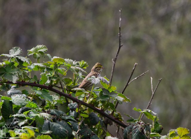 Tree Bird 11.jpg