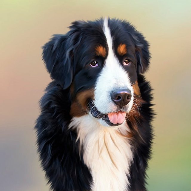 dog-bernese-mountain-dog-berner-senner-dog-57708.jpeg