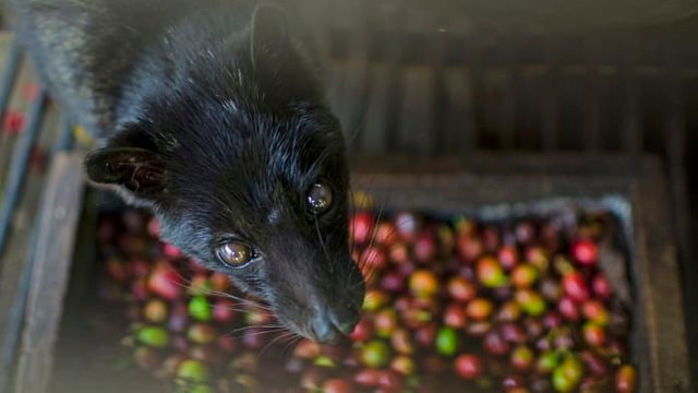 cat-poop-coffee-trend.jpg