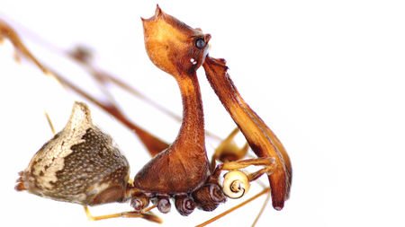 pelican_spider.jpg