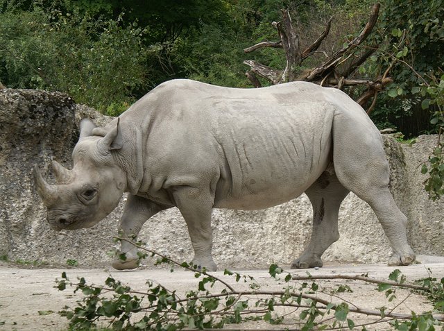 Ostafrikanisches_Spitzmaulnashorn.JPG