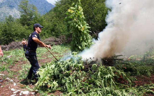 Albania-MarijuanaEradication.jpg