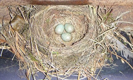 Blackbird 3 eggs (4) (2015_09_28 11_13_35 UTC).jpg