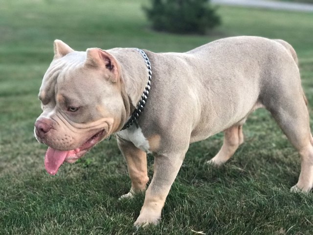 7 month old american hot sale bully