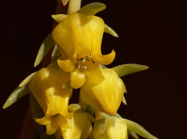 Echeveria pulidonis yellow flower 4.jpg
