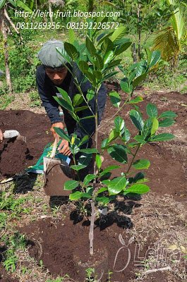 memasukkan tanaman dalam lubang.jpg