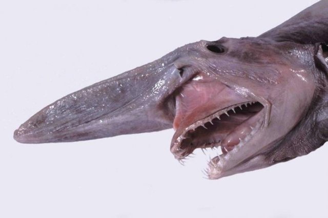 goblin shark_Innerhacking_Com.jpg