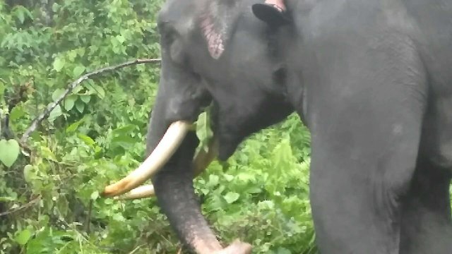 foto gajah5.jpg