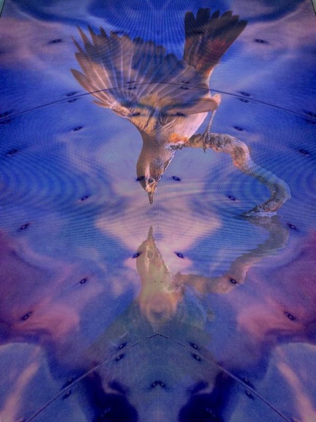 Bird above Water.jpg