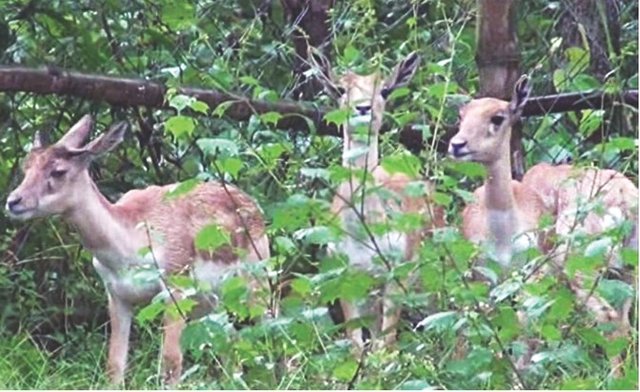 blackbuks-bangabandhu-park.jpg