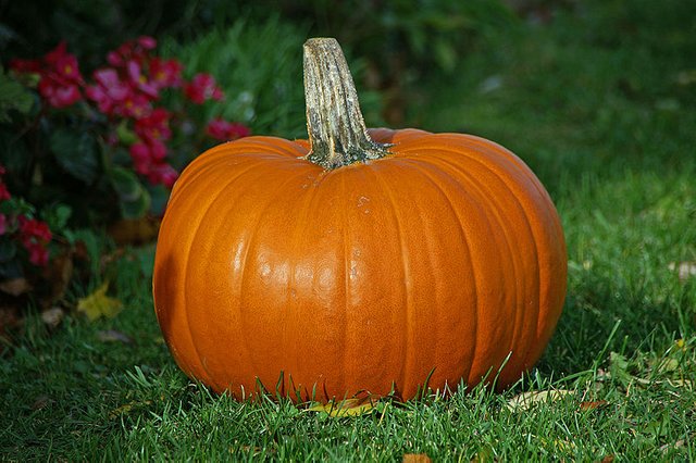 800px-Pumpkin.jpg